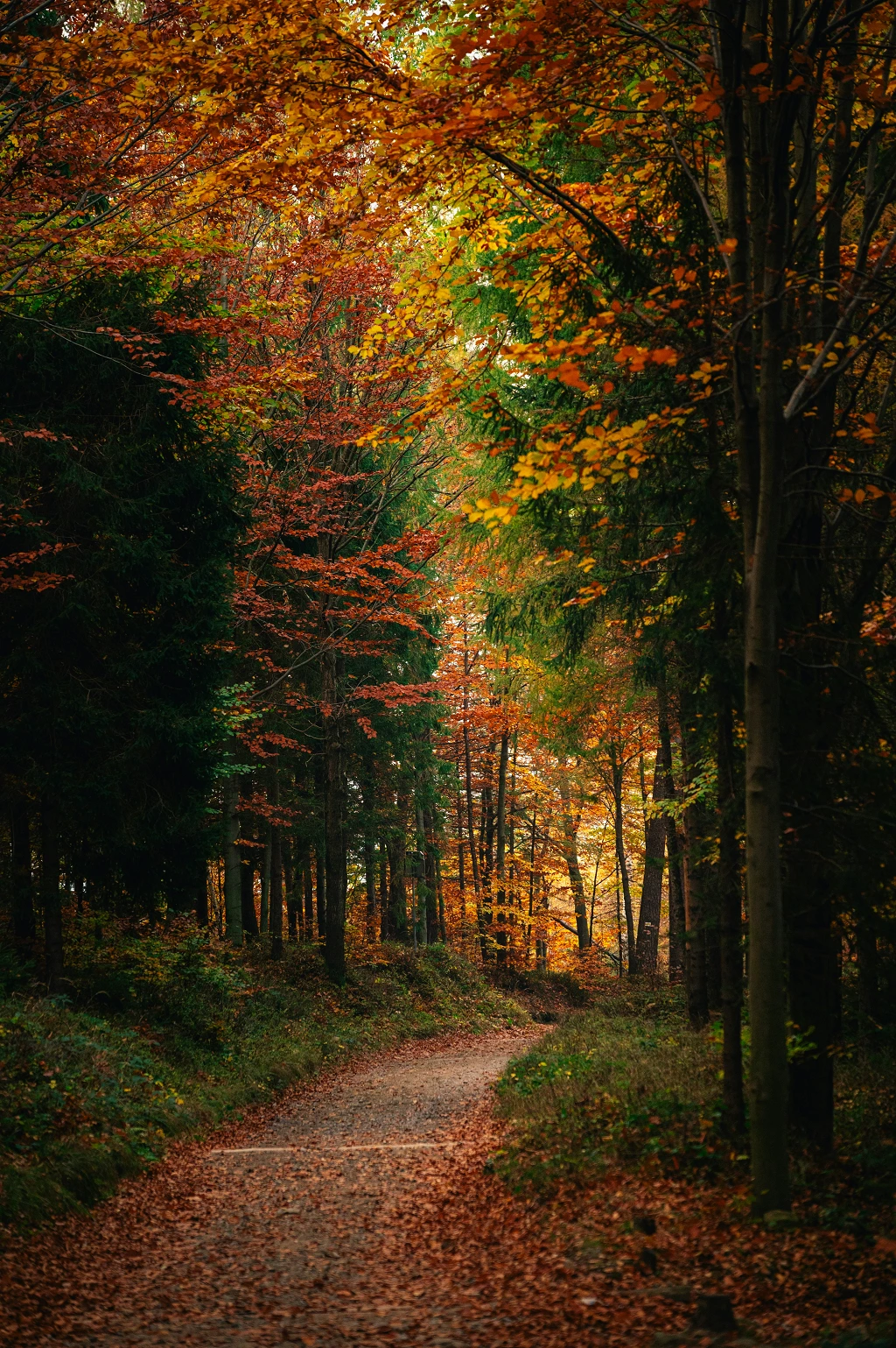 Forest